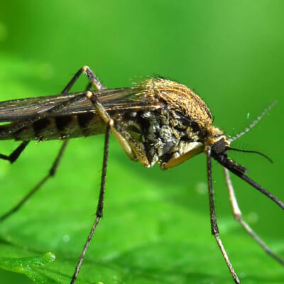 Dịch vụ diệt muỗi hiệu quả tại AN KHANG
